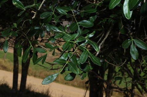 Flindersia collina, photograph 4