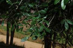 Flindersia collina, photograph (c) Greg Tasney, some rights reserved (CC BY-SA)