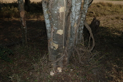 Flindersia collina, photograph (c) Greg Tasney, some rights reserved (CC BY-SA)