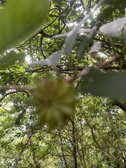 Illicium arborescens, photograph author not stated, no rights reserved