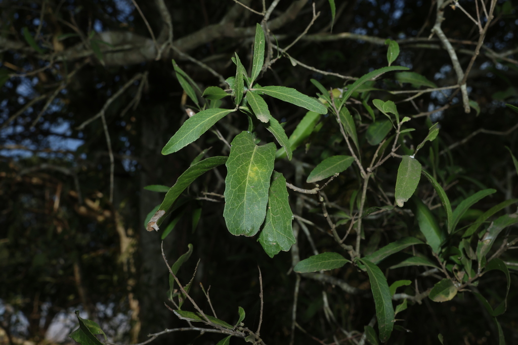 Denhamia pittosporoides; photograph (c) Greg Tasney, some rights reserved (CC BY-SA)