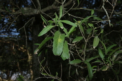 Denhamia pittosporoides