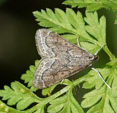 Pyrausta napaealis