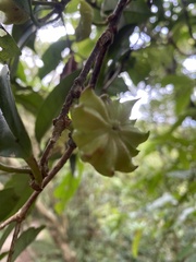 Illicium arborescens, photograph author not stated, no rights reserved