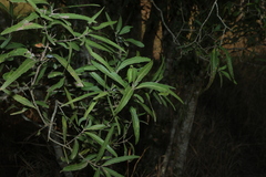 (c) Greg Tasney, some rights reserved (CC BY-SA) Denhamia pittosporoides, photograph (c) Greg Tasney, some rights reserved (CC BY-SA)