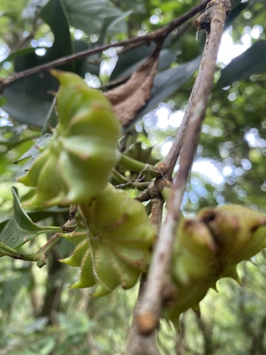 Illicium arborescens, photograph 6