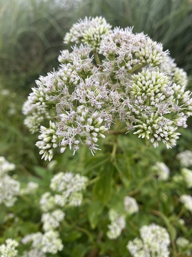 Eupatorium formosanum, photograph 3