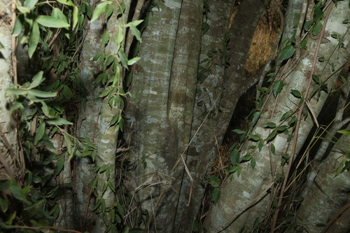 Denhamia pittosporoides, photograph 2