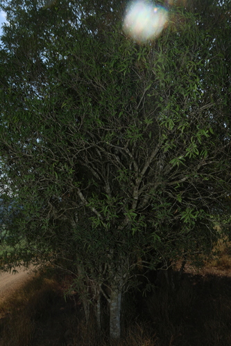 Denhamia pittosporoides, photograph 3