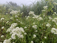 author not stated, no rights reserved Eupatorium formosanum, photograph author not stated, no rights reserved