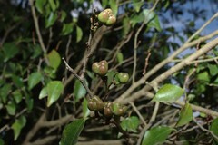 Excoecaria dallachyana, photograph (c) Greg Tasney, some rights reserved (CC BY-SA)