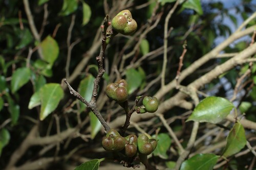 Excoecaria dallachyana, photograph 4