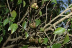Excoecaria dallachyana, photograph (c) Greg Tasney, some rights reserved (CC BY-SA)