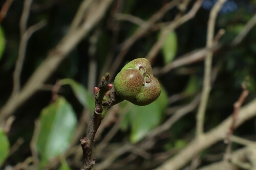 Excoecaria dallachyana, photograph 2