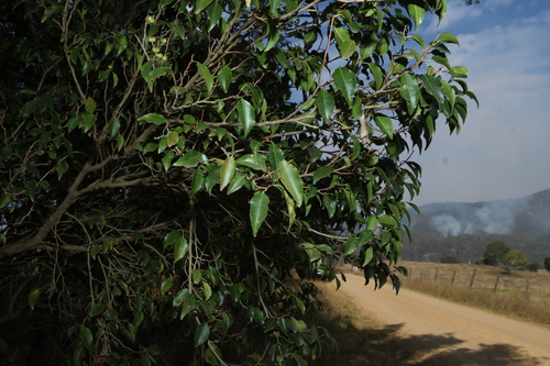 Excoecaria dallachyana, photograph 5