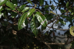 Vitex lignum-vitae, photograph (c) Greg Tasney, some rights reserved (CC BY-SA)