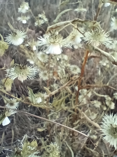 Laggera crispata, photograph 2