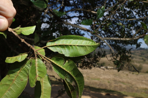 Vitex lignum-vitae, photograph 4