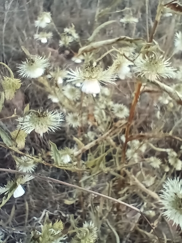 Laggera crispata, photograph 3