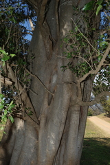 Vitex lignum-vitae, photograph (c) Greg Tasney, some rights reserved (CC BY-SA)
