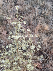 Laggera crispata, photograph (c) Hildegard Klein, some rights reserved (CC BY)