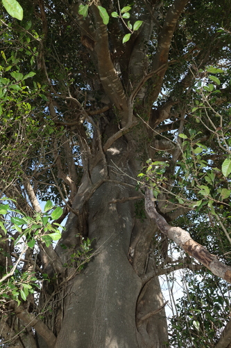 Vitex lignum-vitae, photograph 6