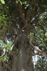 Vitex lignum-vitae, photograph (c) Greg Tasney, some rights reserved (CC BY-SA)