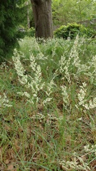 Poa arachnifera