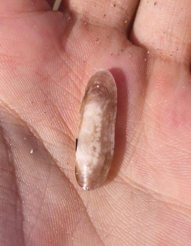 Siliqua pulchella, 2026-08-06