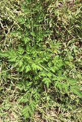 Torilis arvensis
