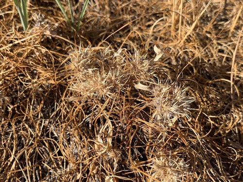 Eryngium galioides
