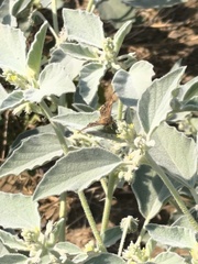 Chrozophora tinctoria, photograph (c) Umut Nuri Erdoğan, some rights reserved (CC BY)