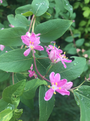 Lonicera tatarica