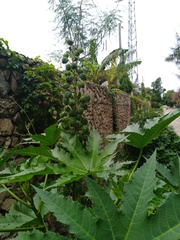 Ricinus communis