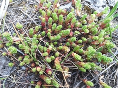 Sedum acre