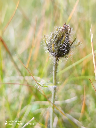 Hieracium alpinum, photograph 2