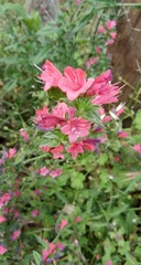 Echium rosulatum