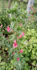 Echium rosulatum