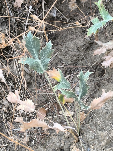 Field Eryngo