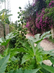 Ricinus communis