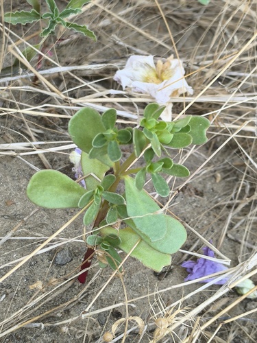 Common Purslane