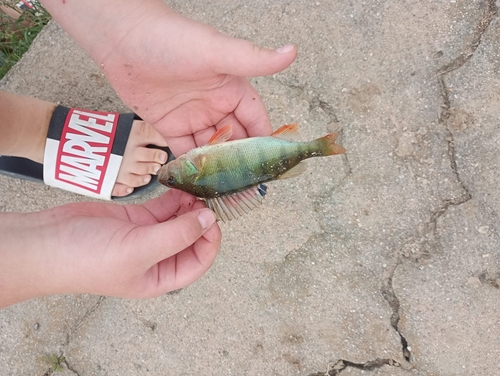 European Perch