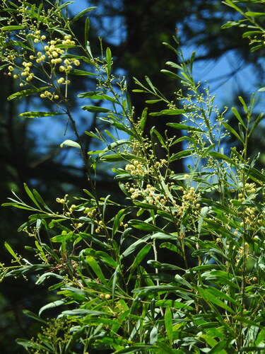 Acacia provincialis, photograph 4
