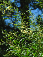 Acacia provincialis, photograph (c) Duarte Frade, some rights reserved (CC BY)