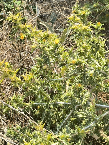 Scolymus hispanicus hispanicus