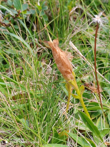 Gentiana acaulis, photograph 3