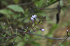 Plumbago caerulea