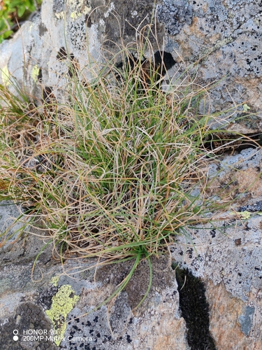 Carex curvula, photograph 4