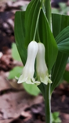 Polygonatum multiflorum