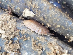 Porcellio laevis